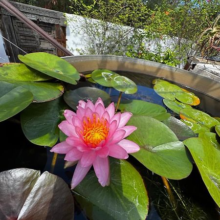 Vila Lotus Garden - Ile De La Reunion Ravine des Cabris Exteriér fotografie