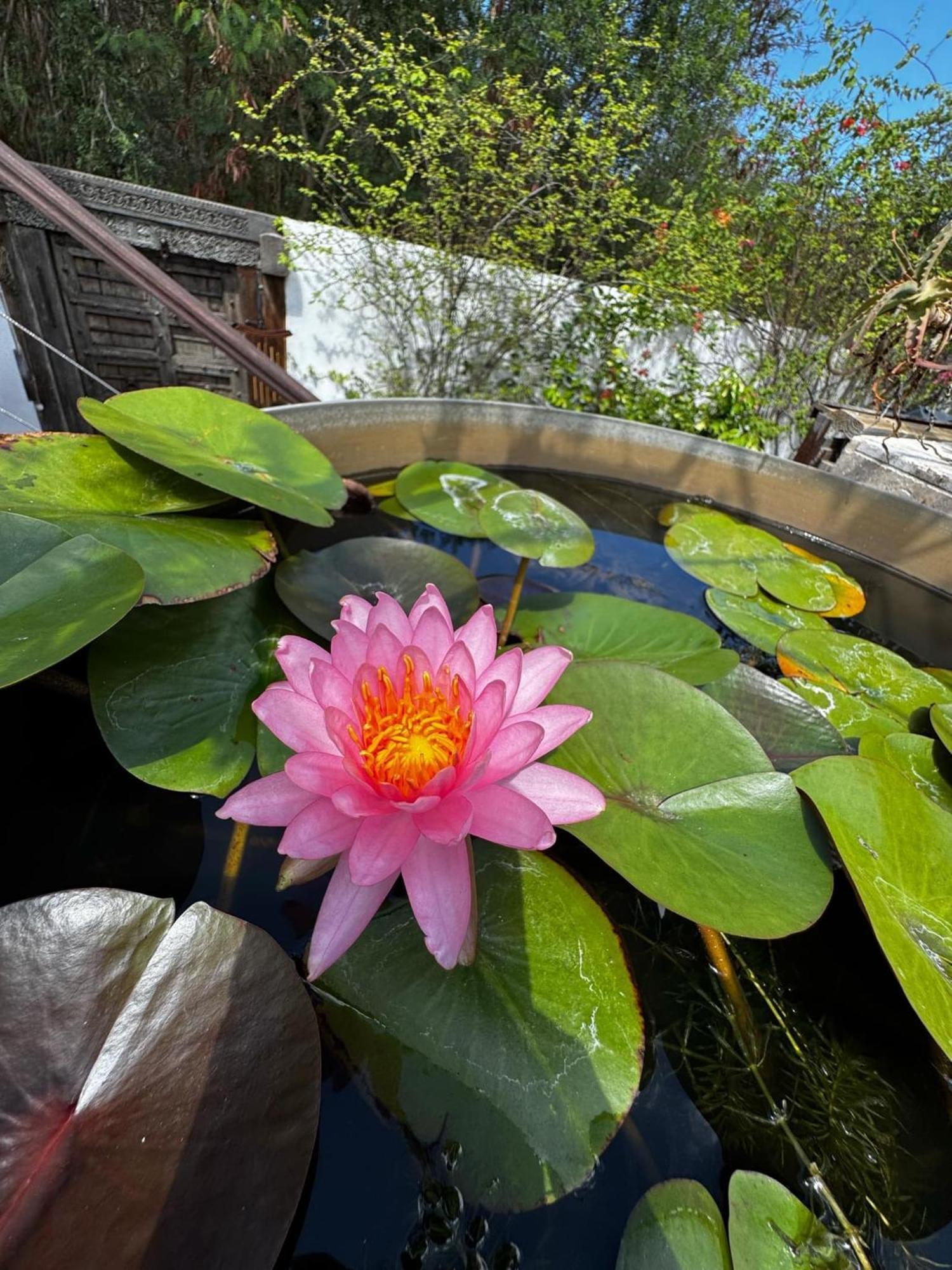 Vila Lotus Garden - Ile De La Reunion Ravine des Cabris Exteriér fotografie